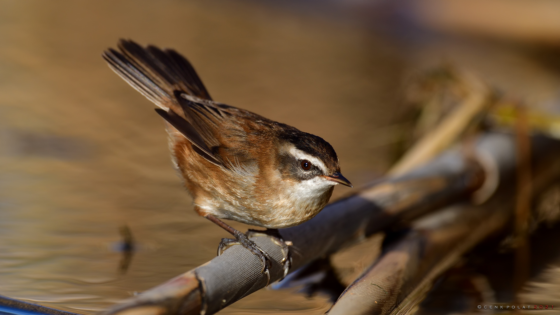 Moustached Warbler